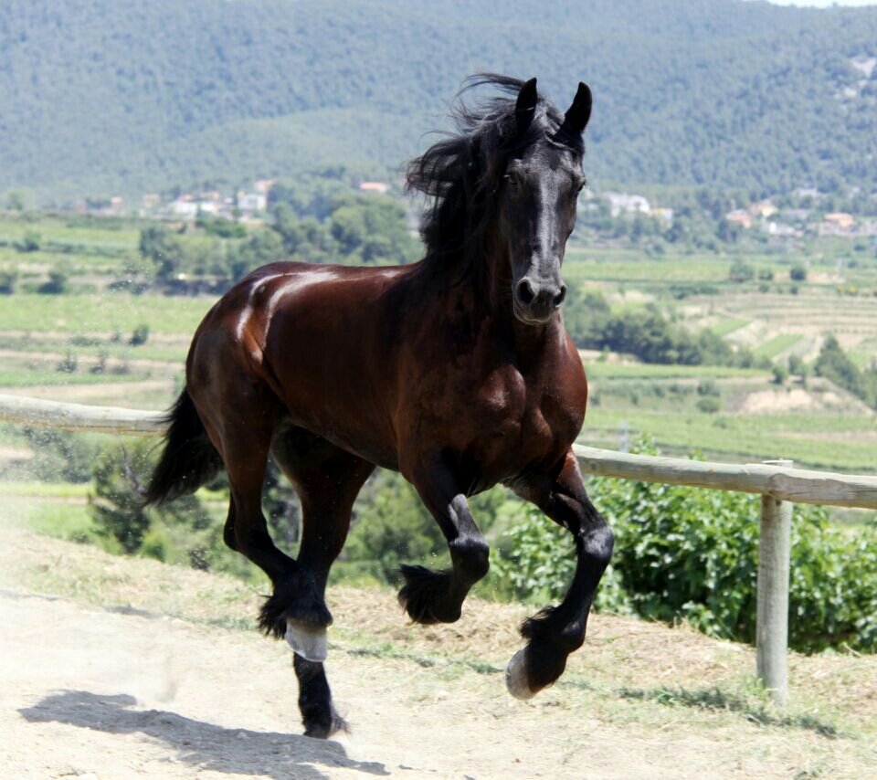 ~I love Horses~