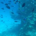 Tracy Bridge - @Fredrickatuux - Twitter