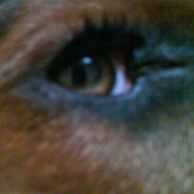 Geografo                                             Analista GIS / Consultor Tecnico MA