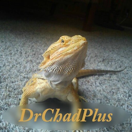 drchadplus's profile picture. I love Reptiles and other herps! I own Dr. Chad (bearded dragon), A rose hair tarantula, 2 bettas and 3 whites tree frogs.
