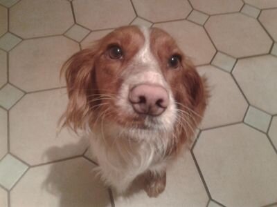 cooperal52's profile picture. Grass cutter for the elderly! (and part-time beater)