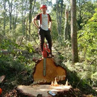 Timber harvesting, woodland management, arboriculture, firewood sales. South Yorks, Nottinghamshire, Derbyshire