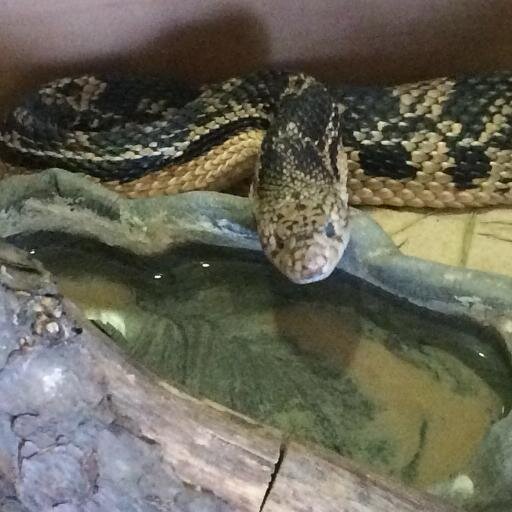 MissHissBW's profile picture. Northern pine snake living the life at Baltimore Woods. Ask me anything about these woods. Follow @BaltimoreWoods for info on their programs and summer camp.