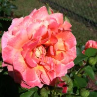 Lucy (@lucyeedwards) 's Twitter Profile