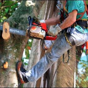 ECartwrightTree's profile picture. Eric Cartwright’s Custom Tree Service Company has been providing Kansas City with complete custom tree care and service for decades.