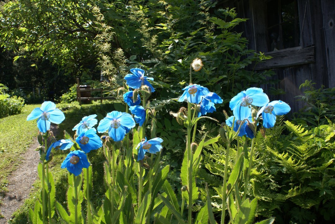 FreeFoodNow's profile picture. FreeFoodNow is a place to find free food.  Watch for my posts!