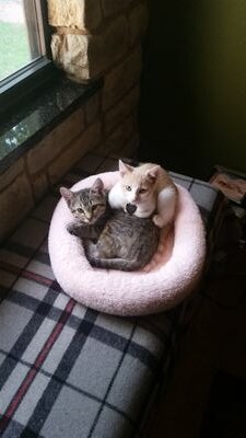 Two adopted kittens living the good life
