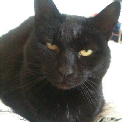dezfonz's profile picture. Ego ergo sum effusus sum 🐈‍⬛🐕‍🦺