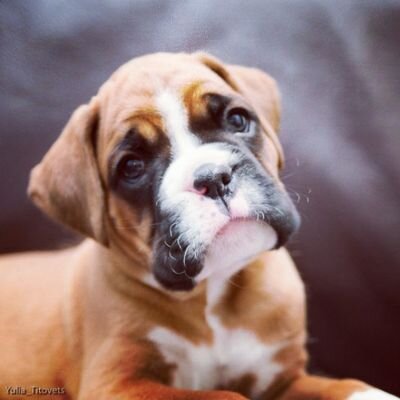 Baby Boxer Puppy (@PuppyBoxer) / Twitter