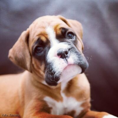 Boxer babies 2024
