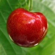 ronacherryassoc's profile picture. I am now posting @ronacherry. Please follow me there!