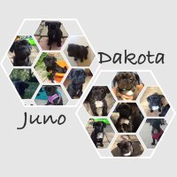 Dakota n Juno (@adam_l1ster) 's Twitter Profile