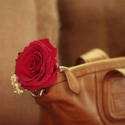 حين لا يكون من نصيبنا شيء آخترناه و بكل
صدق آحببناه ..
ف إنه سيكون من نصيبنا شيء آجمل منهُ ..
شيء آختاره الله لنا و طبع حبه ف قلوبنا .القصيم الرس