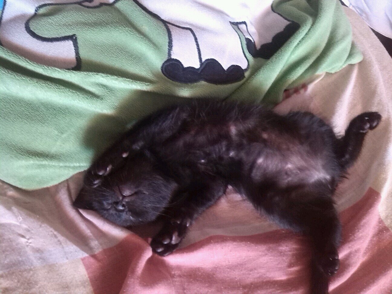 Tengo 11 años soy antitaurina, animalista y madridista. Los animales son lo mejor del mundo para mi y para mi madre @MaresSalvajes.{Andújar Jaén}