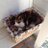 Debbie_Mundy's profile image