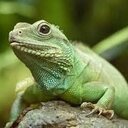 Tom Tompson - @lizard_lover16 - Twitter