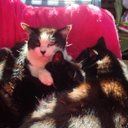 Karen Ann Dye - @kdye9168 - Twitter