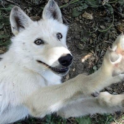 Hey Hey Hey I'm Zou I'm a very fun and entergetic wolf I like to run around and play and talk and swim and meet new friends and I listen to my friends sometimes