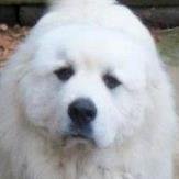 Ultra marathon runner.  Humorist.  Large white dog.