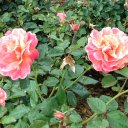 Loretta McCoy - @Loretta4m - Twitter