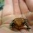 amphib_declines's profile image