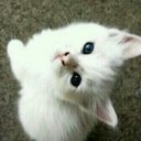 Samar (@055_wolf) Twitter