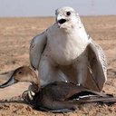 وليد الحربي (@0533231774) Twitter
