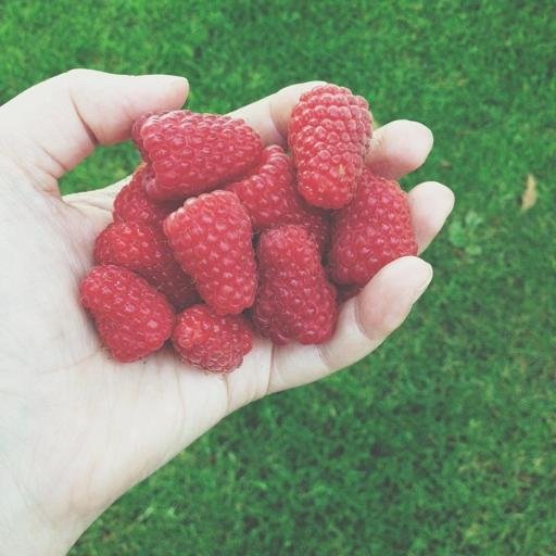 willemsberries's profile picture. U-Pick Berry farm in Abbotsford, BC. We have blueberries, raspberries and strawberries.