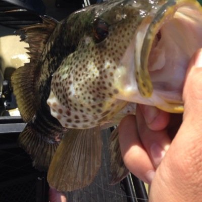 SoCal Bass Fishing Company email: BassUnitfishing@gmail.com