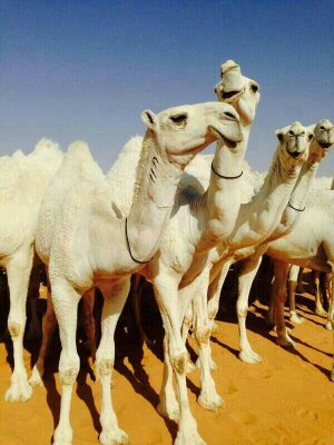 ‏‏‏‏‏‏‏خزاماااااااااااااااااااااااااااا ااااااااااااااااات       رتويتي مجرد ذوق                                                     الخاص بلوووووووک