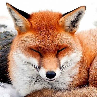helpingoutfox's profile picture. Go check out foxxesinc on twitch tv at http://t.co/kKzRz1y0Sw and give him a follow!!!