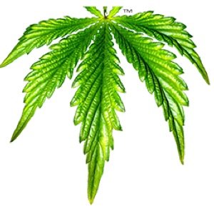 thcexpo's profile picture. THC EXPO is a Production of HEMPXXX ~ Please Follow Us at @HEMPxxx