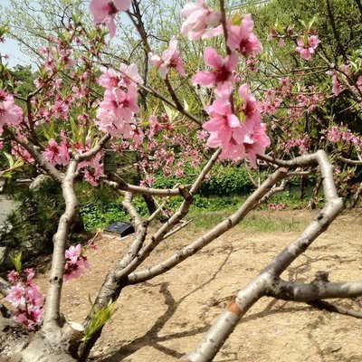 Profile Picture of 안정숙An Cheong-sook (@sallang) on Twitter