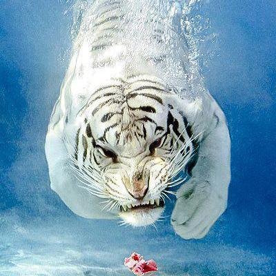 johnvega98's profile picture. 