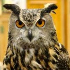 popowl's profile picture. A pop culture bot by @rusignola. This account is no longer active. Follow @Twitter for more exciting product launches and announcements.