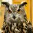 Pop Owl
