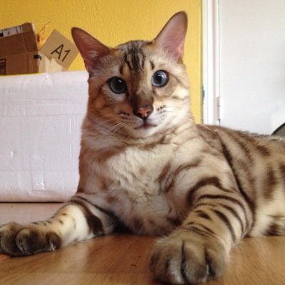 I am Bengal. I am a very soft boy. Cat food is my favorite and so is loafing.