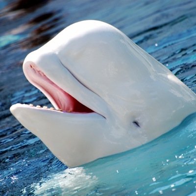 Hello there friend. I am a real life Beluga whale. You can trust me. I'm for real.