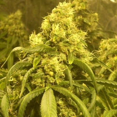 Any inquiries:

Dankcentral@gmail.com
