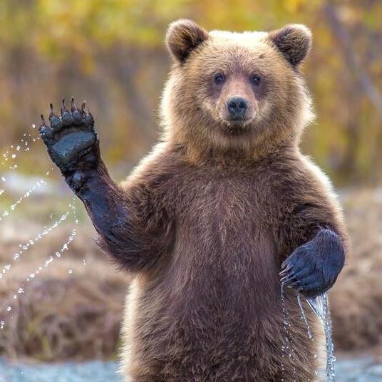 JUST TO LET YOU ALL KNOW THAT I AM OFFICIALLY WRITTING STAND UP COMEDY, I AM A VERY BUSY PERSON RIGHT NOW...... SORRY IM NOT HERE..... OK....xos......ter.bear.