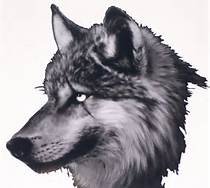 TWolf_Deals's profile picture. Video Game Collector, Night Owl , Likes to keep track of game deals