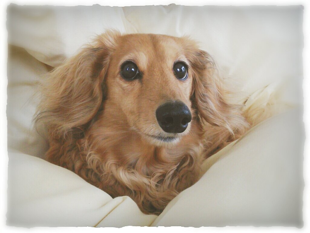 サザン&桑田さんLOVE♥️ 愛犬ちゃっぴー2019.5.21 16歳2ヶ月🌈へ🐶ペットロス乗り越え中。犬猫鳥等生き物大好き❤最近はパン作りにハマってます。色んなことを呟きます😄福岡生まれ神奈川在住✨サザンファン、動物が好きな方、パン作りされてる方など色んな人と仲良く繋がりたいです🤗🌴