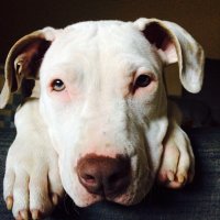 Jason Fournier (@s1mpl1fy) Twitter profile photo