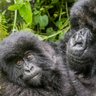 WorldApeFund's profile picture. We're a non-profit organisation run by scientists. We help & protect apes from the dangers they face in the wild, such as the illegal pet trade.