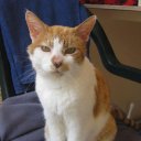 Sally Adam - @felinefloss - Twitter