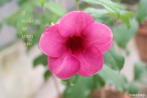 busabap's profile picture. from 🇹🇭Thailand Chiang mai กดถูกใจ❤️และแชร์🔁เป็นส่วนใหญ่
สนใจในภาพถ่าย📸📷🖼️🎬🎧 อาหาร🍽️🥣 สัตว์เลี้ยง🐾🎶🎵🎹 และอื่นๆ🌹🌸☘️🌾🐸🦎🐢🐌🐞🐛