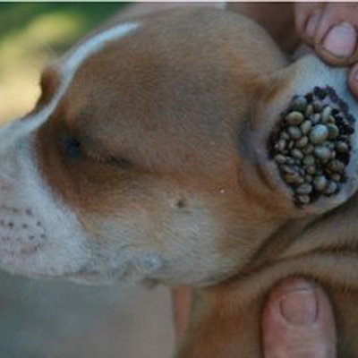 How To Stop Dog Scratching Ear How To Stop Dog Scratching Ear