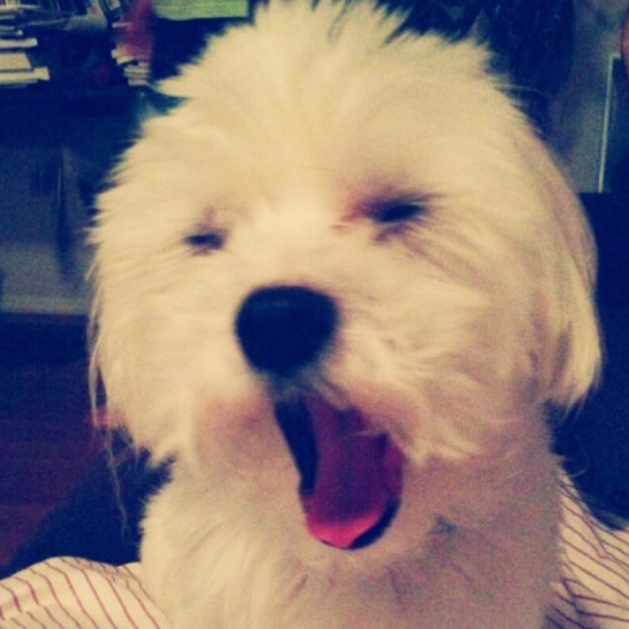 nanana542's profile picture. 食べるの好き✨ボードゲームも好き✨マイブームはスプラと麻雀とユナイト。白ブラス、サイズ、アルママータも好き 日常雑多に呟いています🌼