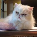 Sandra Holcomb - @sandra_holcomb - Twitter