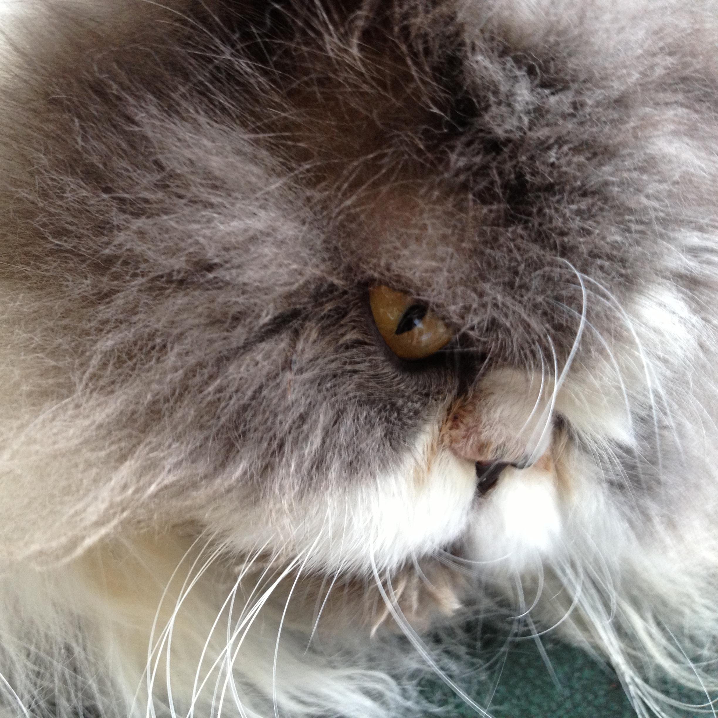 Pompey_Paul's profile picture. 